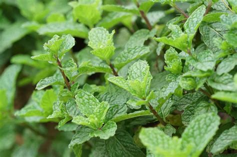 What to know about mint and other highly invasive plants in your garden